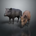 Two Black and Brown Wild Boars Standing Side by Side on Reflective Floor 3d model