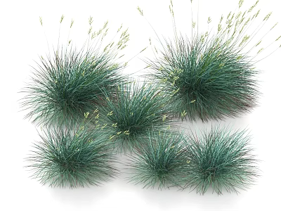 Ornamental Green Garden Grasses With Clump Forming Slender Leaves And Spikelets 3d model
