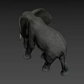 Gray Elephant With White Tusks Standing In Savanna Under Blue Sky