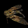 Detailed Cicada With Patterned Wings And Intricate Body Structure On Black Background 3d model