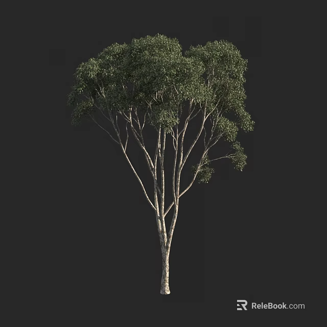 Tall Arbor With Thick Trunk Dense Branches And Green Foliage 3d model 