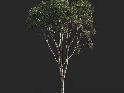 Tall Arbor With Thick Trunk Dense Branches And Green Foliage 3d model