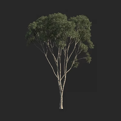 Tall Arbor With Thick Trunk Dense Branches And Green Foliage 3d model