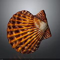 Detailed Red and Orange Striped Spotted Scallop Shell in Close Up View