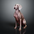 Light Brown Dog Sitting On Dark Background With Short Coat And Droopy Ears Looking Up