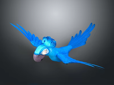 Blue Parrot Flying With Spread Wings Crown Like Decoration Pink Beak White Eyes Gray Background 3d model