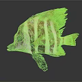 Vibrant Striped Fish With Yellow Fins Blue Eyes And Colorful Scales