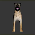 German Shepherd Dog With Brown And Black Fur Standing In Studio Lighting