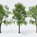 Modern Trees Landscape Trees Arbor Garden Trees Street Trees 3d model
