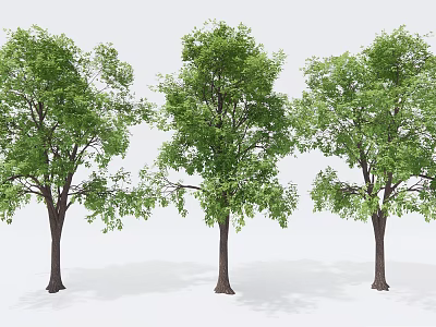 Three Arbor Trees With Lush Green Foliage And Straight Trunks In White Scene 3d model