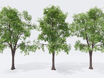 Modern Trees Landscape Trees Arbor Garden Trees Street Trees 3d model