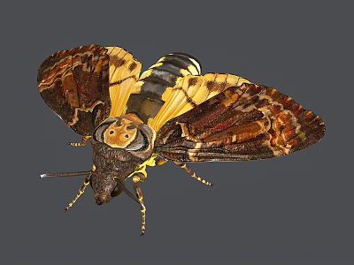 Detailed Brown And Yellow Moth With Intricate Wing Patterns And Striped Body Features 3d model