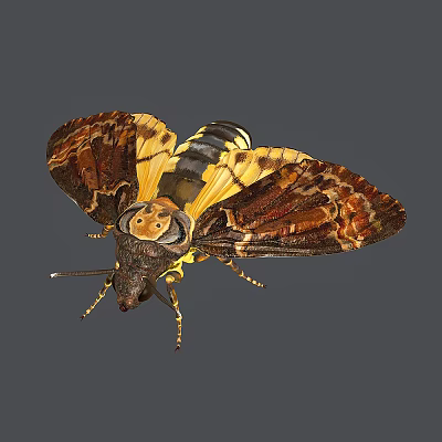 Detailed Brown And Yellow Moth With Intricate Wing Patterns And Striped Body Features 3d model
