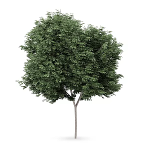 Plant Tree Outdoor Landscape Tree Garden Landscape Tree 3d model