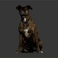 Brindle Brown Dog Portrait Sitting Looking Sideways Wearing Collar On Gray Background