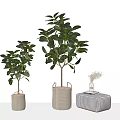 Different Sizes Bonsai Plants in Beige Woven Pots with Checkered Stool and Vase