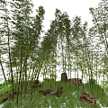 Lush Bamboo Grove With Tall Stems Stones And Green Grass