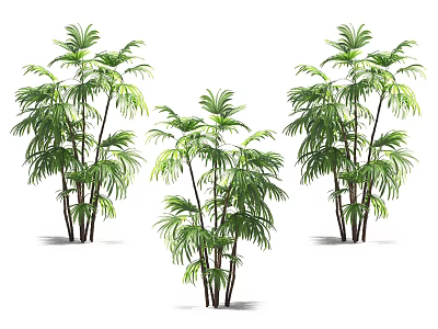 Three Tall Tropical Palm Trees With Lush Green Fronds And Slender Trunks 3d model