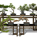 Varied Bonsai Plants Displayed on Wooden Stands with Green Foliage and Ceramic Pots