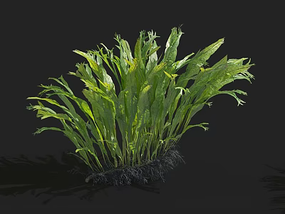 Lush Aquatic Plants With Green Long Leaves And Healthy Root System 3d model