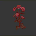 Pink Chrysanthemum Plant With Multiple Pink Flowers Green Leaves And Stems