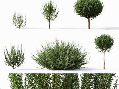 Various Types Of Bonsai Potted Plants With Different Shapes And Green Foliage 3d model