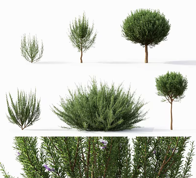 Various Types Of Bonsai Potted Plants With Different Shapes And Green Foliage 3d model