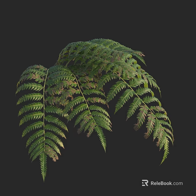 Lush Green Fern Leaves With Natural Detailed Texture And Tropical Foliage 3d model 