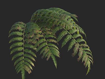 Lush Green Fern Leaves With Natural Detailed Texture And Tropical Foliage 3d model