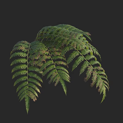 Lush Green Fern Leaves With Natural Detailed Texture And Tropical Foliage 3d model