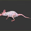 Pink Hairless Mouse With Visible Veins And Reflection On Gray Background