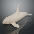 Detailed White Orca Aquatic Animal Model On Dark Reflective Background Surface 3d model