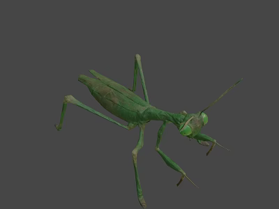 Realistic Green Praying Mantis 3D Model With Detailed Body Structure 3d model