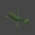 Realistic Green Praying Mantis 3D Model With Detailed Body Structure