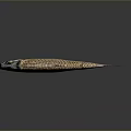 Scaled Brown Fish With Orange Fins Isolated On Dark Background With Reflection