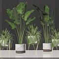 Elegant Indoor Potted Plants With Large Leaves Ferns Marble And Metal Stand Planters