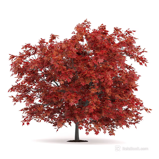 Vibrant Red Leaf Maple Tree With Lush Dense Canopy And Healthy Foliage 3d model