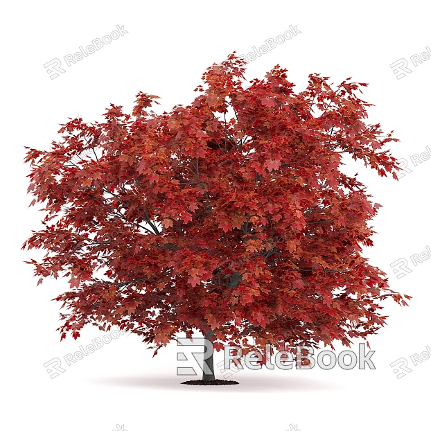 Liquidambar Tree Garden Plants model