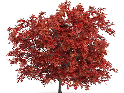 Vibrant Red Leaf Maple Tree With Lush Dense Canopy And Healthy Foliage 3d model