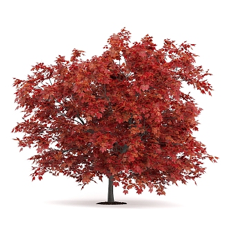 Liquidambar Tree Garden Plants 3d model