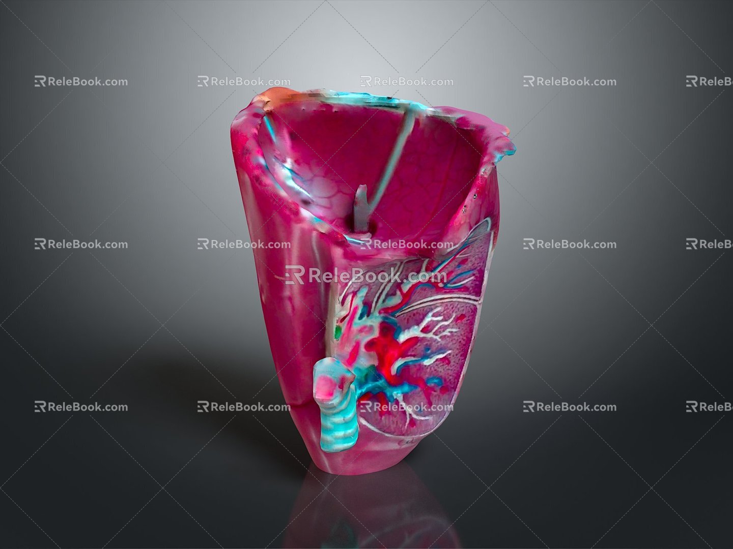 Respiratory organs Human respiratory organs Human respiratory system Respiratory system model Lung model 3d model