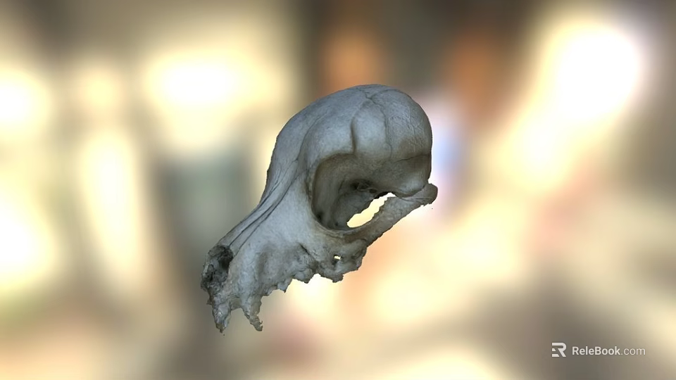 Game Movie Character Mystical Animal Skull Detailed 3D Rendered Realistic Texture 3d model 