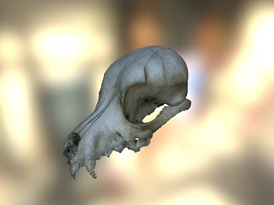 Game Movie Character Mystical Animal Skull Detailed 3D Rendered Realistic Texture 3d model