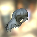 Game Movie Character Mystical Animal Skull Detailed 3D Rendered Realistic Texture