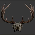 Deer Skull With Large Antlers And Detailed Bone Structure On White Background