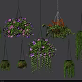 Decorative Hanging Basket Plants Featuring Flowering And Trailing Greenery For Indoor Outdoor Decor