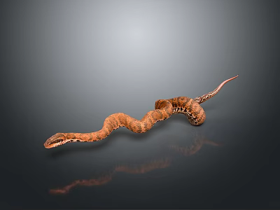 Realistic Brown Snake Coiled Gracefully on Dark Background with Clear Reflection 3d model