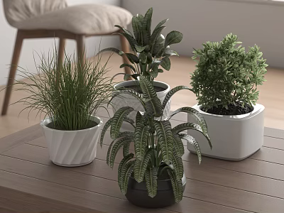 Indoor Bonsai Potted Plants With Green Foliage And Different Shapes On Wooden Table 3d model