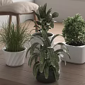Indoor Bonsai Potted Plants With Green Foliage And Different Shapes On Wooden Table