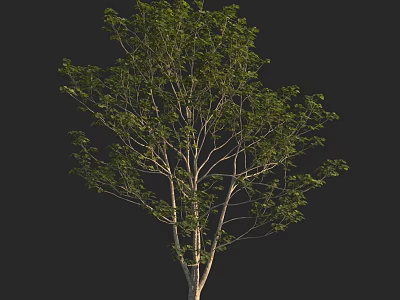 Lush Arbor with Green Leaves Strong Trunk and Natural Branch Structure 3d model